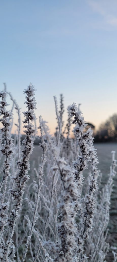 zarte vereiste Zweige