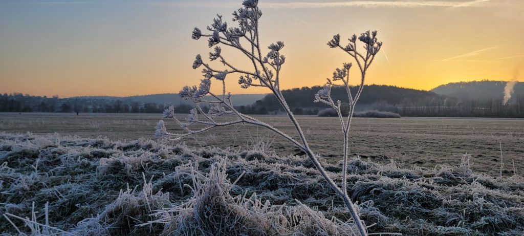 zarte vereiste Zweige vor der Morgenröte